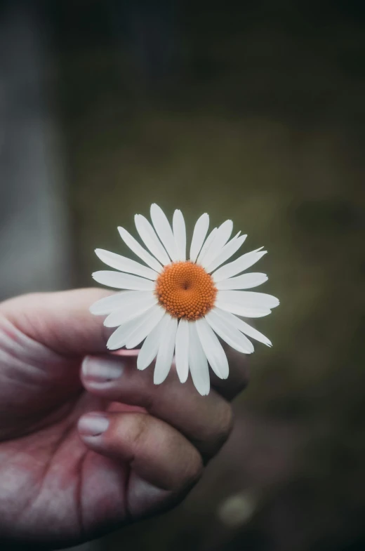 a person holding a single daisy on their finger