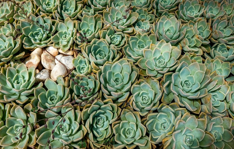 a group of plants that are together and in some dirt