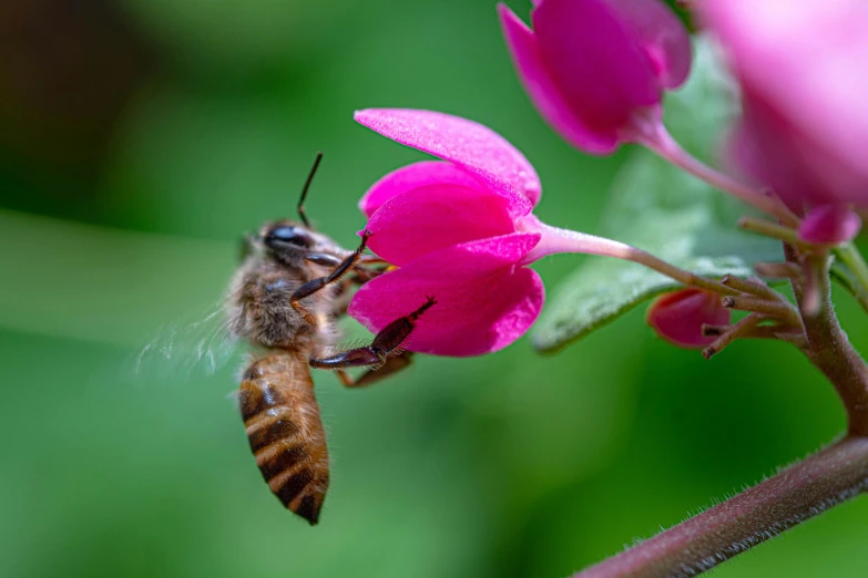 a honeybee on the end of a pink flower