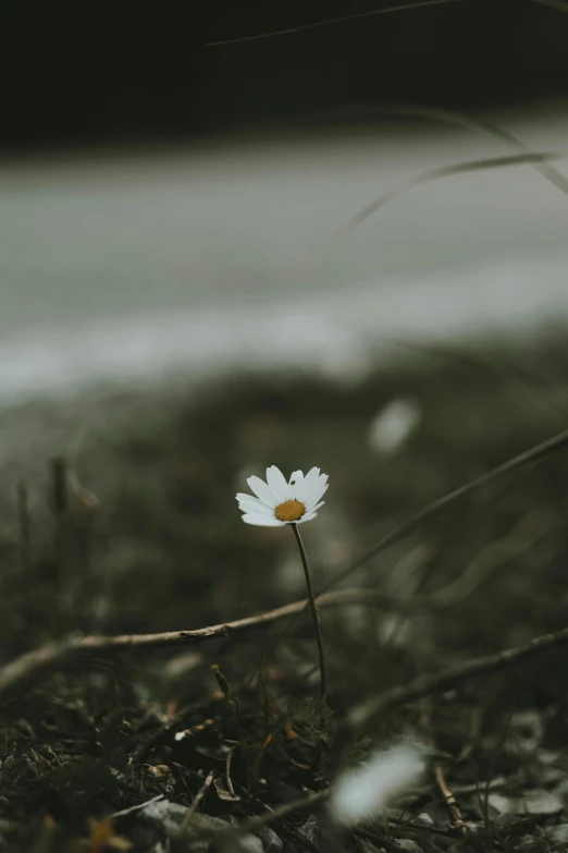 a single flower sitting in the grass next to the road