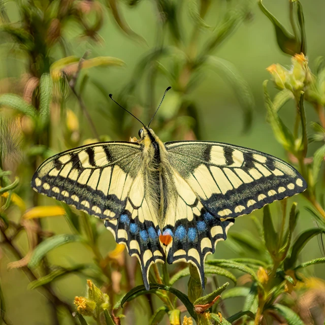 an insect sits on the leaves of a plant