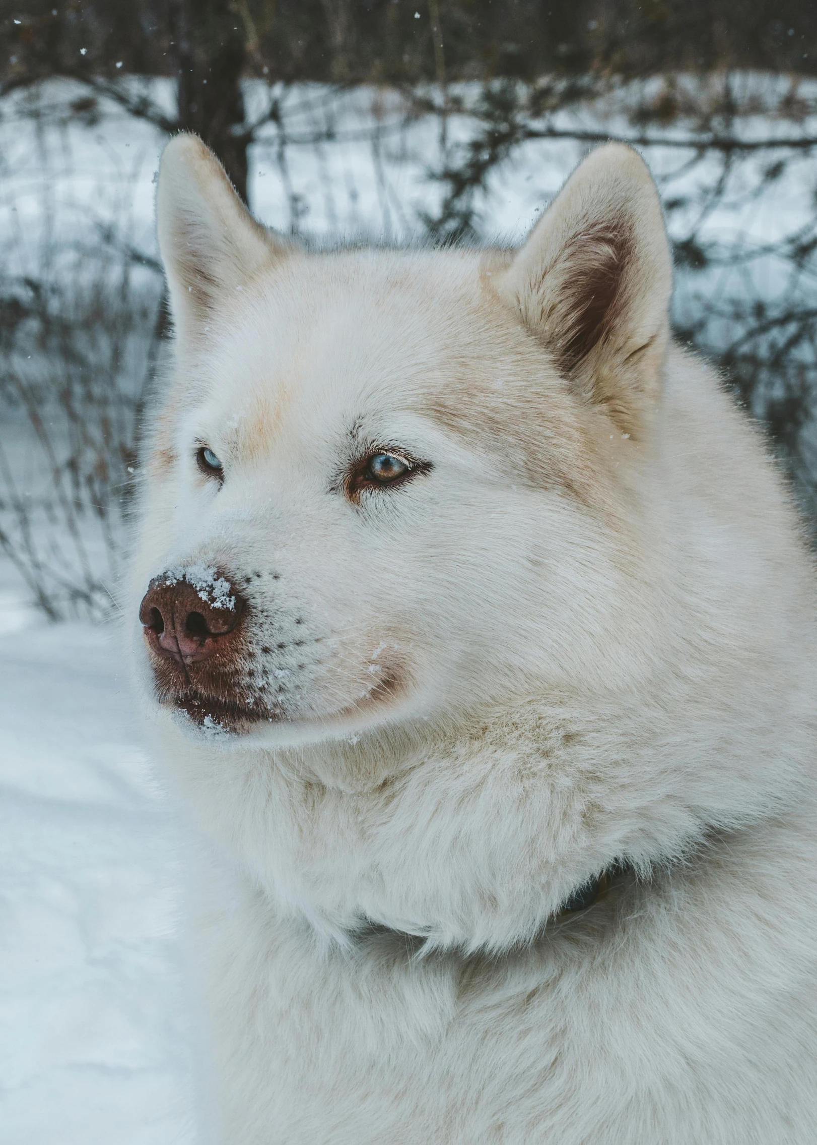 a white dog is sitting on the snow