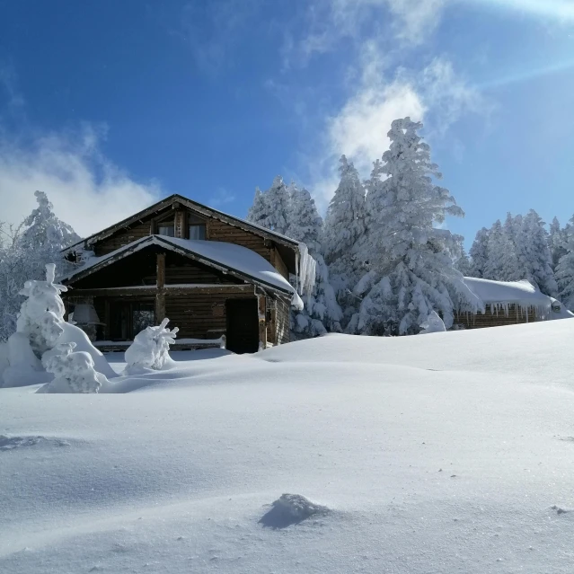 snow covered trees and a cabin in the distance