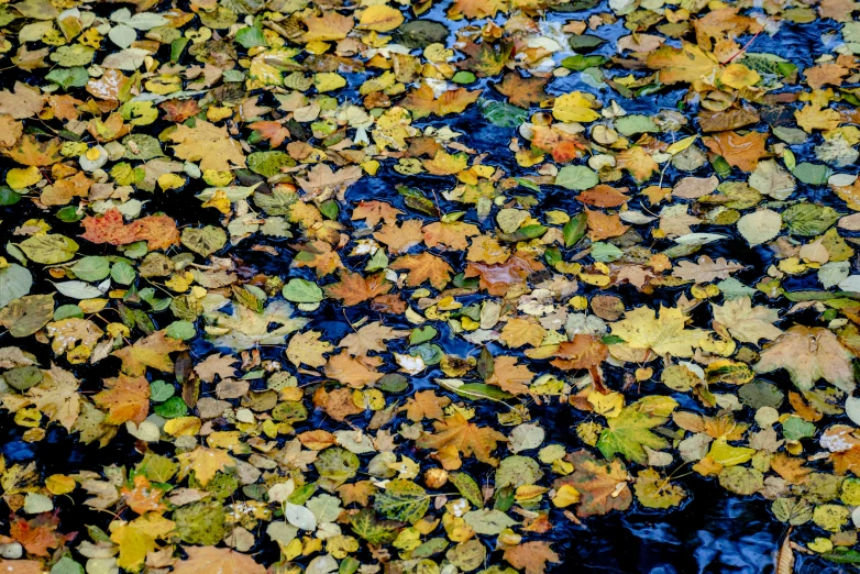 leaves floating on the water near a rock