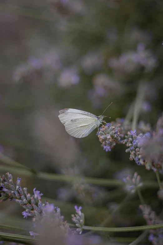 a white erfly is sitting on purple flowers