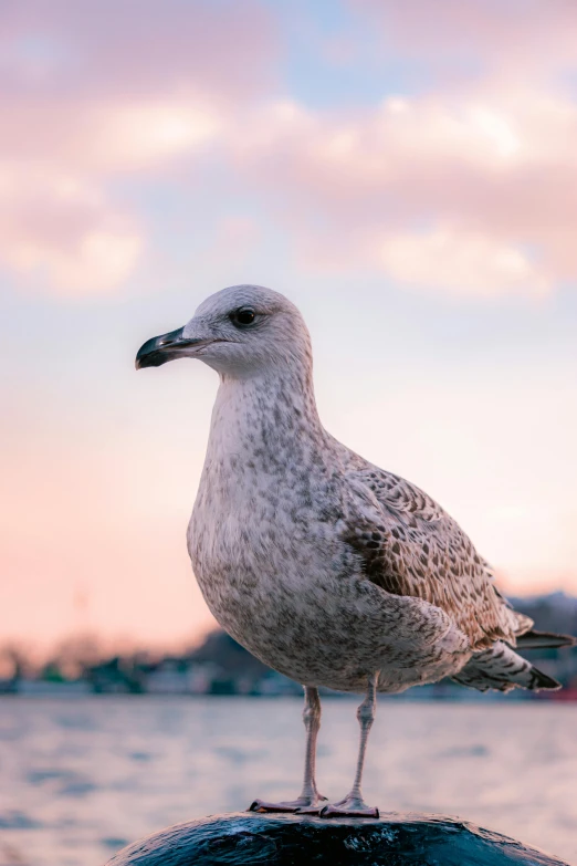 the bird is standing on the rock near the water