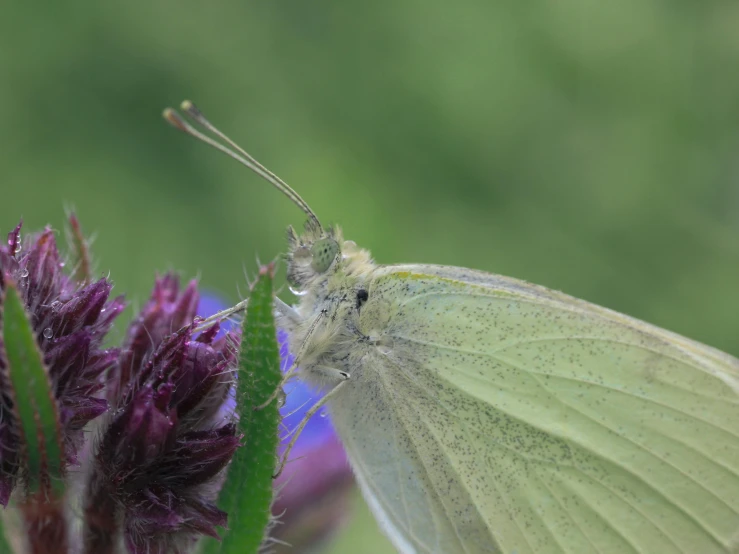 a close - up s of a green erfly resting on a purple flower