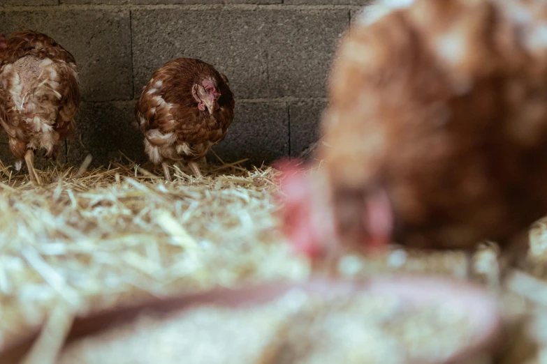 two chickens standing in the hay on the ground