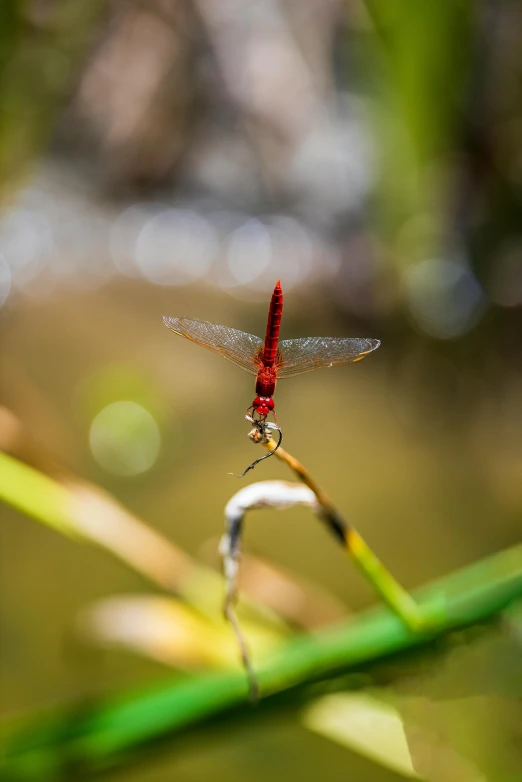 the bright red dragon flys over the grass