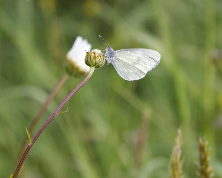 a small white erfly is perched on top of a flower