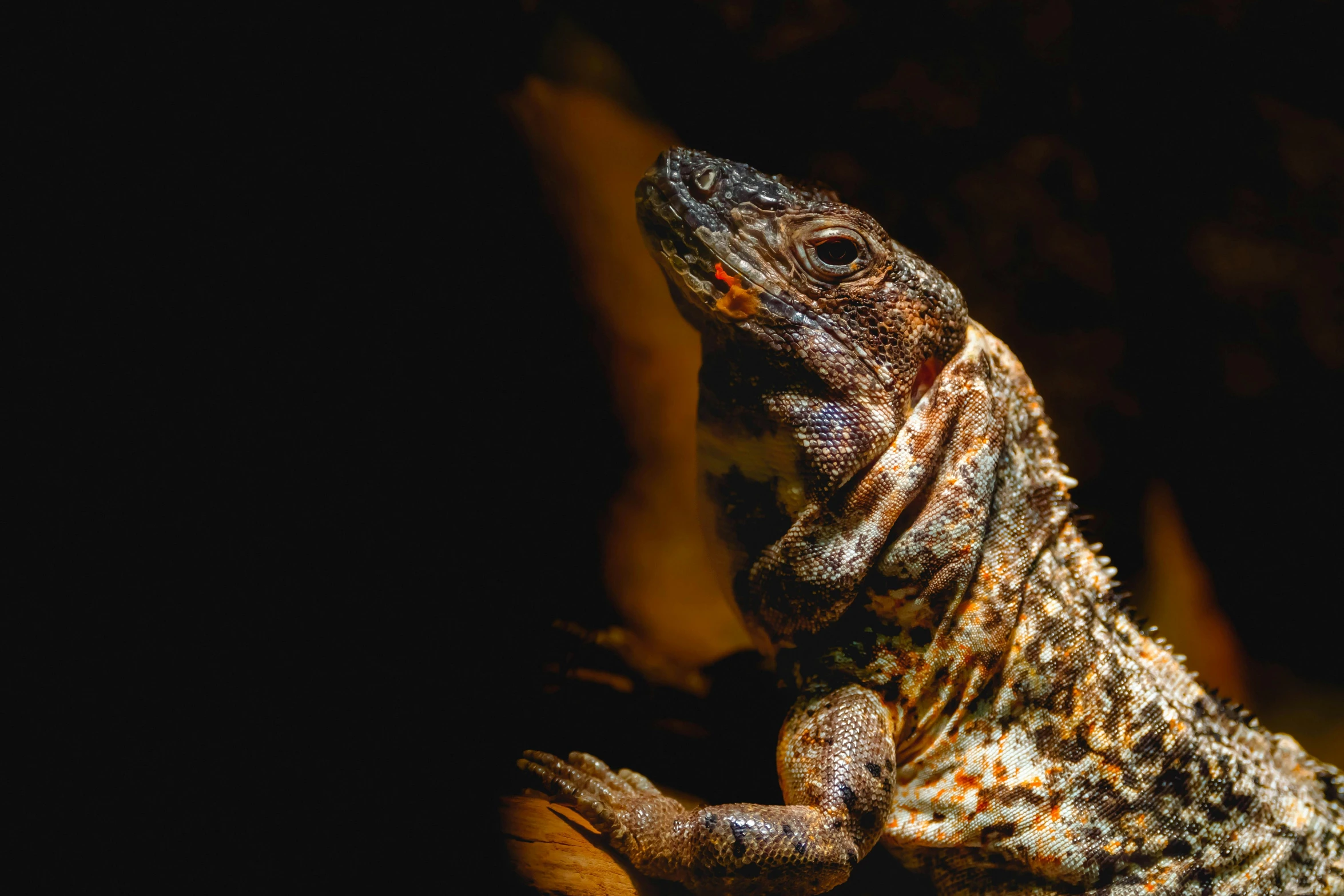 a lizard with it's front legs tucked under it's skin