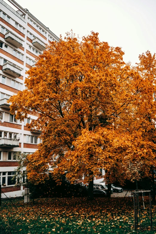 there is a tree that has yellow leaves in front of an apartment building