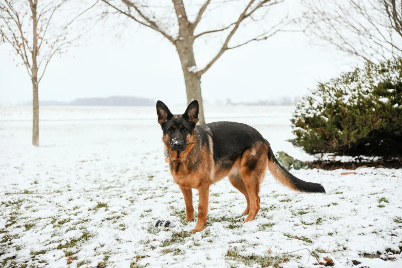 a black and brown german shepherd standing in the snow