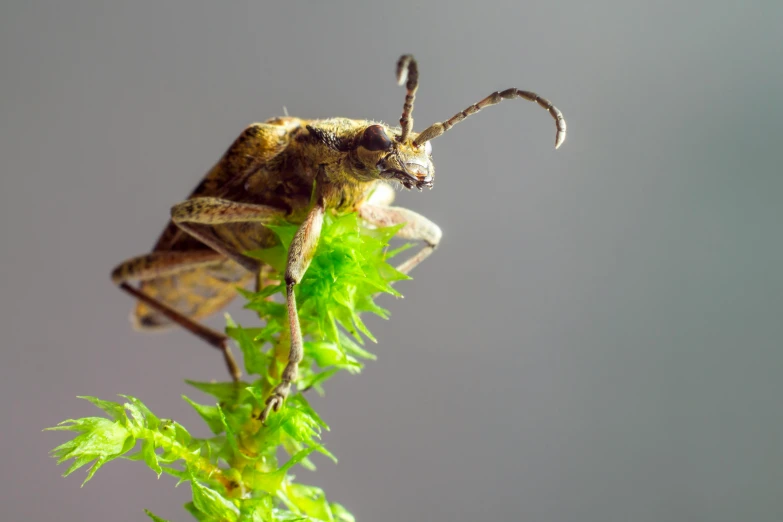 a close - up of the head and wings of a bug