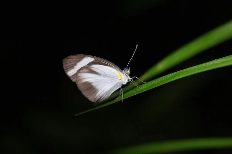 a white and yellow erfly sitting on the tip of a plant