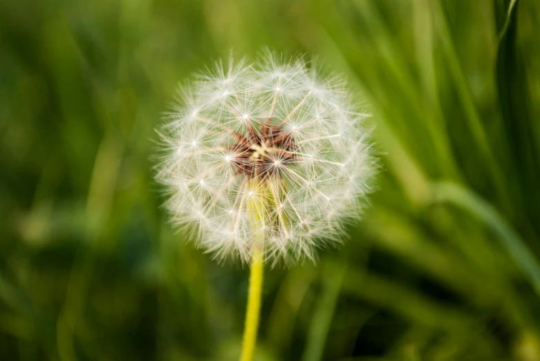 the seed is flying in the air above the grass