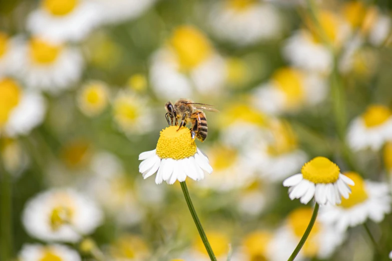 a bee sitting on a flower in front of other flowers