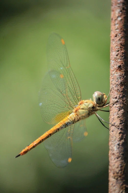 yellow dragon fly on a tree nch in the rainforest