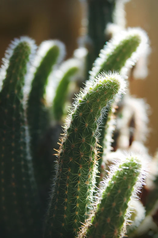 several green cacti in a brown pot