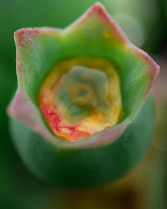 a plant with its stem that is green and orange