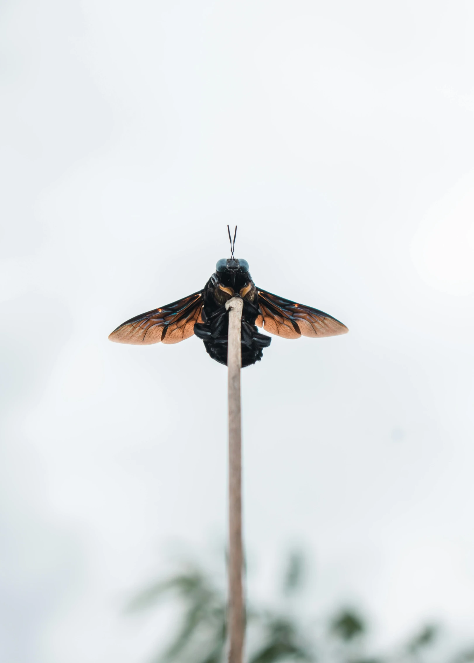 an insect sitting on top of a pole