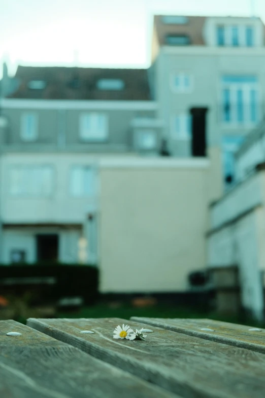 a pair of white flowers laying on a table in front of a building