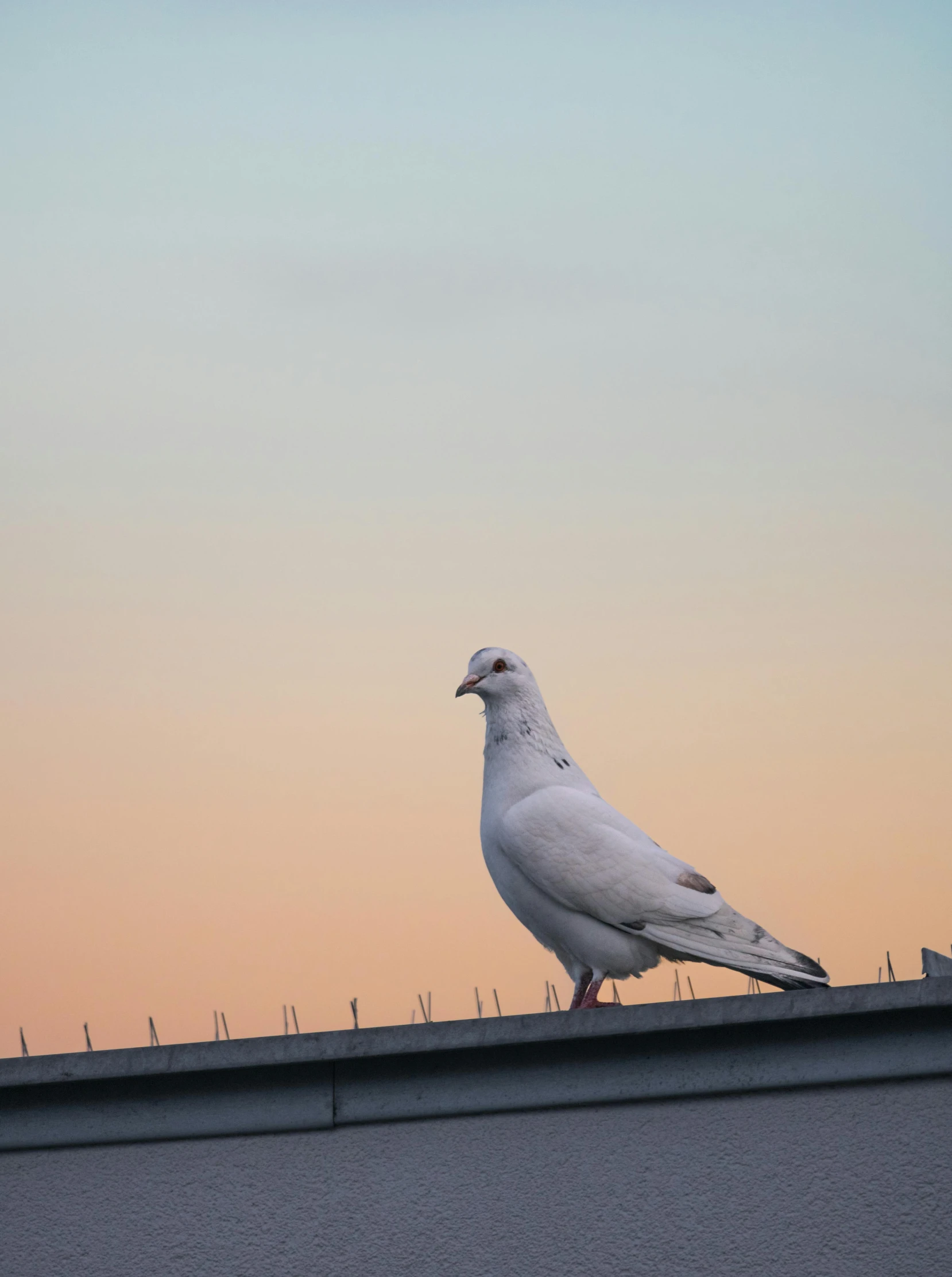 a seagull on top of a building at dusk