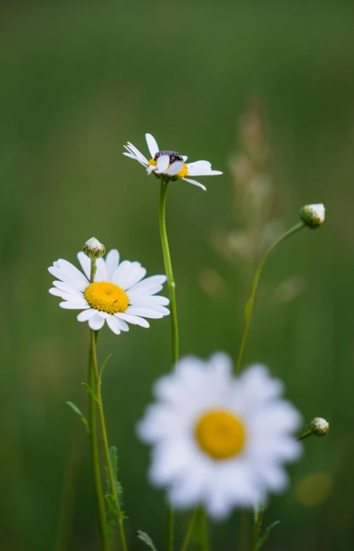 daisies and a bee in the field by a pond