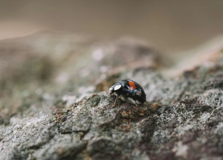 a beetle sits on a rock, close up