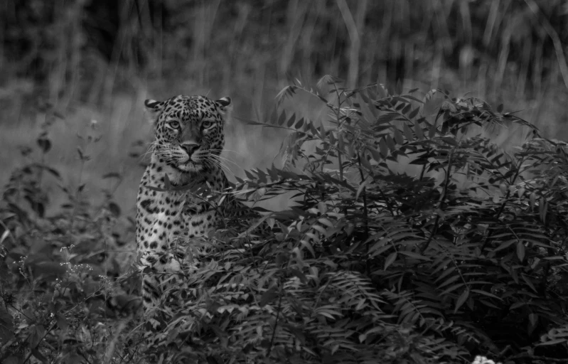 a leopard is sitting in the middle of some bushes