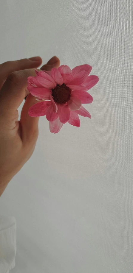 a hand holding pink flower near a mesh screen