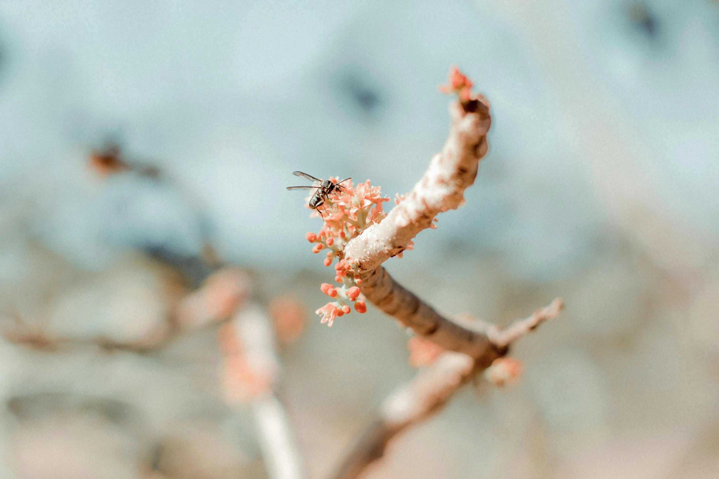 a small flower on a small tree nch