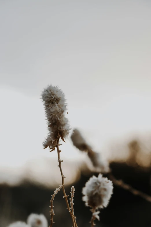 close up view of a flower in the distance