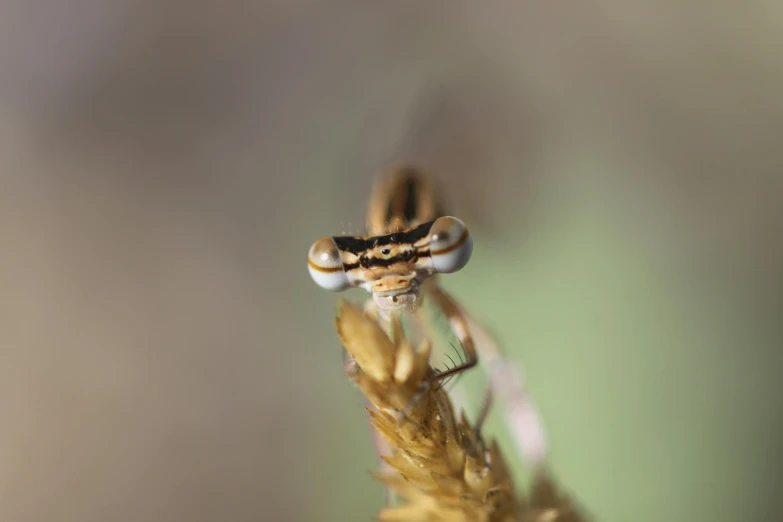 a bug sitting on top of a dry grass plant