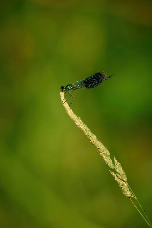 a green insect sitting on top of a thin yellow flower