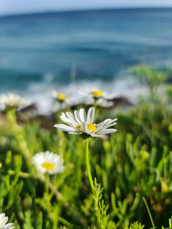 three white flowers in some grass with the ocean in the background