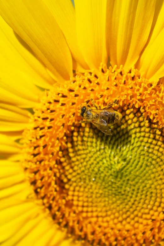 two bees sitting in a large sunflower