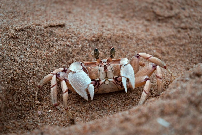a close up view of a white and black crab in the sand