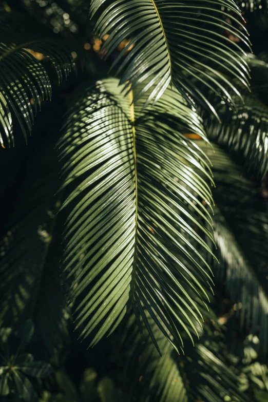 some very pretty green leafy plants that are in the shade