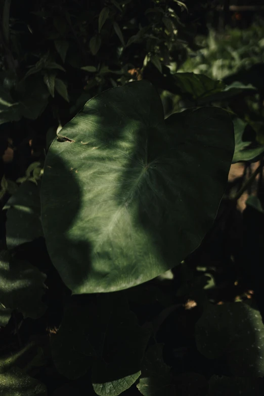 an up close po of a large leaf