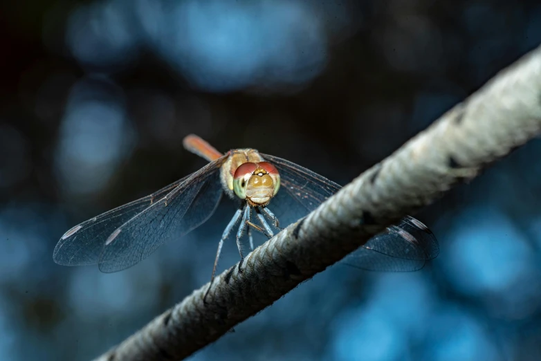 the large dragon fly is perched on the rope