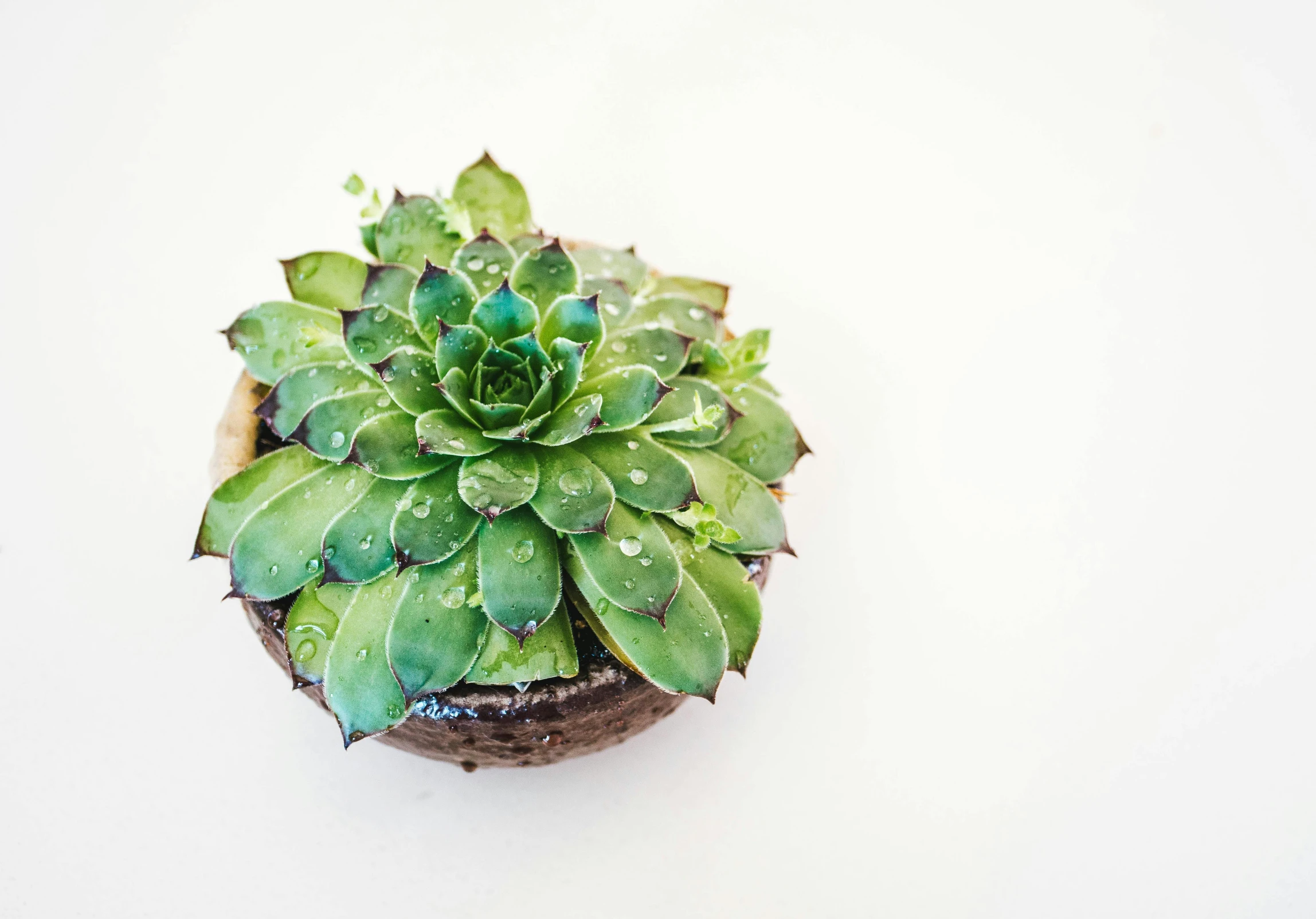 a small green plant that is on a white table