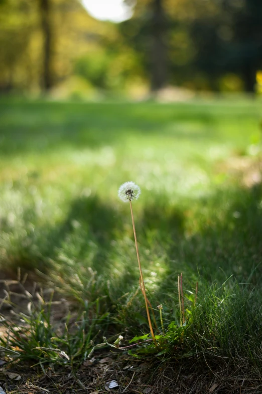 a lone dandelion sprouting in the ground near trees