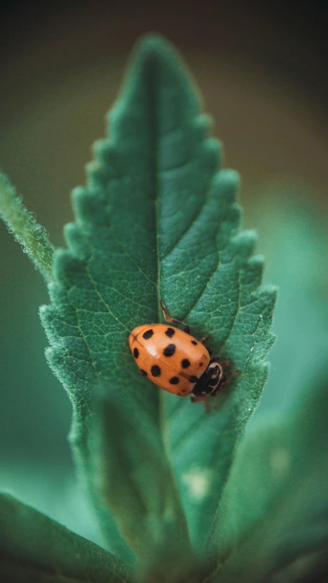 a lady bug sitting on top of a green leaf