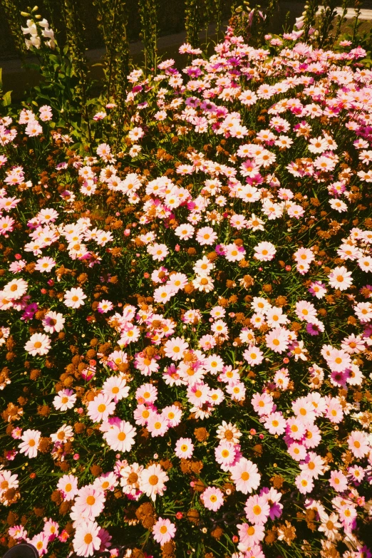 a bunch of flowers are all in the same field