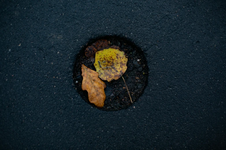 an orange maple leaf rests on black ground