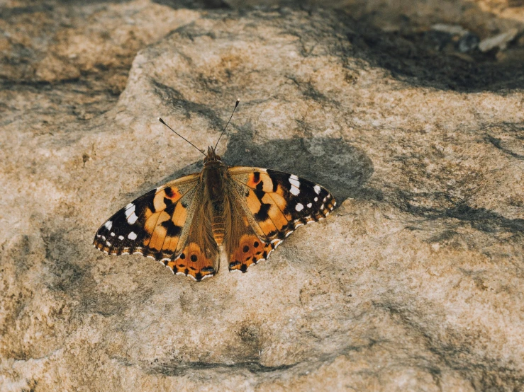 a moth with very tiny orange spots and black stripes