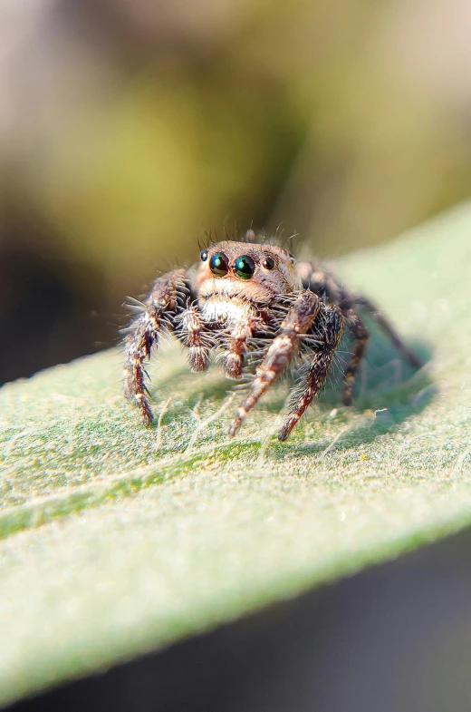 a big spider sitting on top of a green leaf