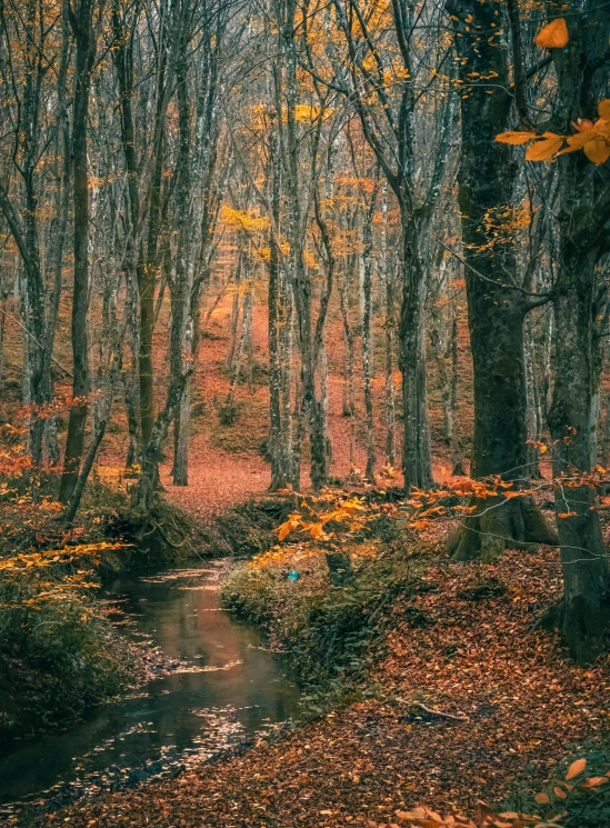 a small creek running through a forest surrounded by fallen leaves