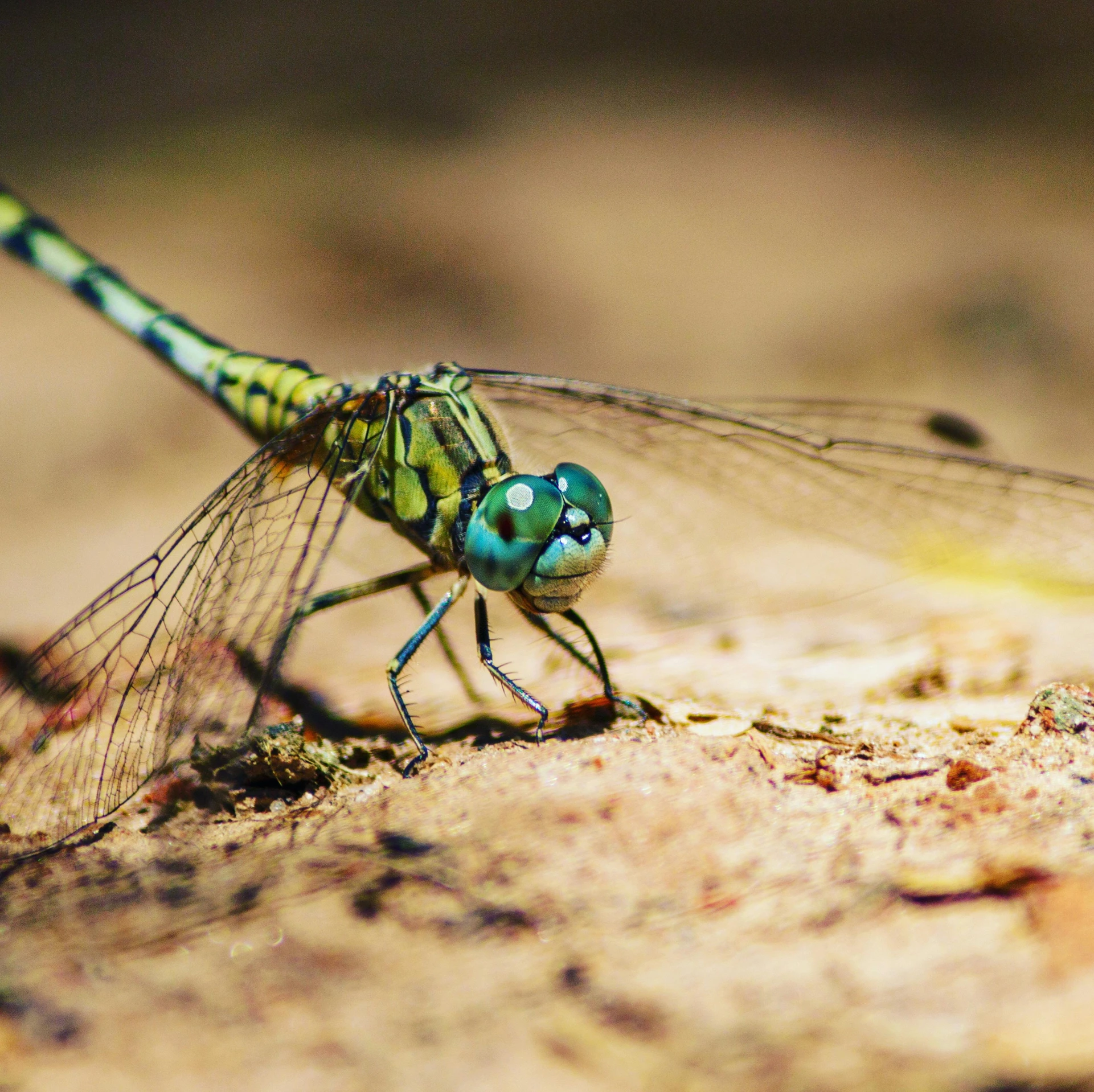 a close up of a green dragon fly sitting on top of a wooden plank